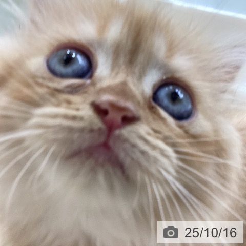 ミヌエットの写真