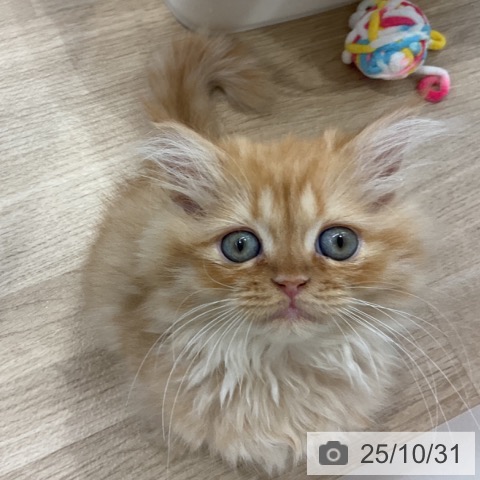 ミヌエットの写真