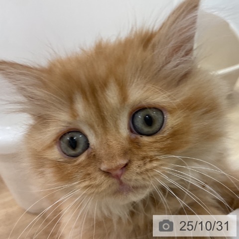 ミヌエットの写真