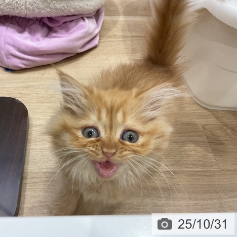 ミヌエットの写真