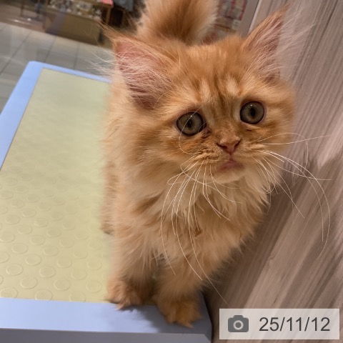 ミヌエットの写真