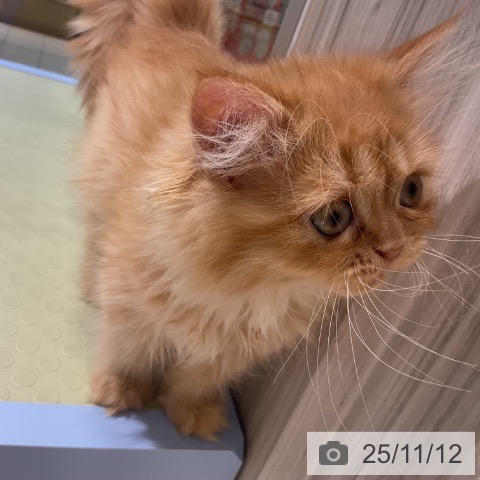 ミヌエットの写真