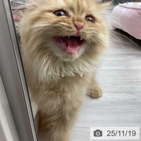 ミヌエットの写真