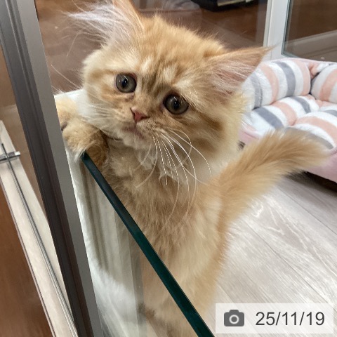 ミヌエットの写真