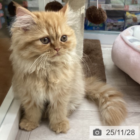 ミヌエットの写真