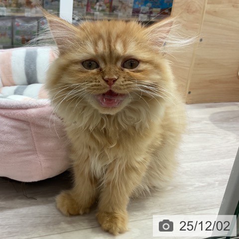 ミヌエットの写真