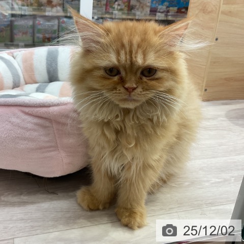 ミヌエットの写真