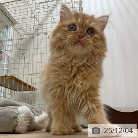 ミヌエットの写真