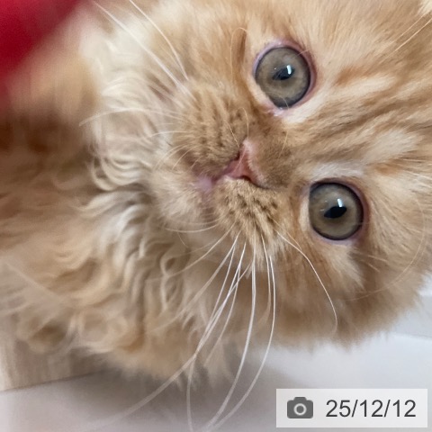 愛知県のミヌエット (ペットプラス 上飯田店/2025年8月13日生まれ/女の子/レッドタビー)の子猫の4枚目の画像