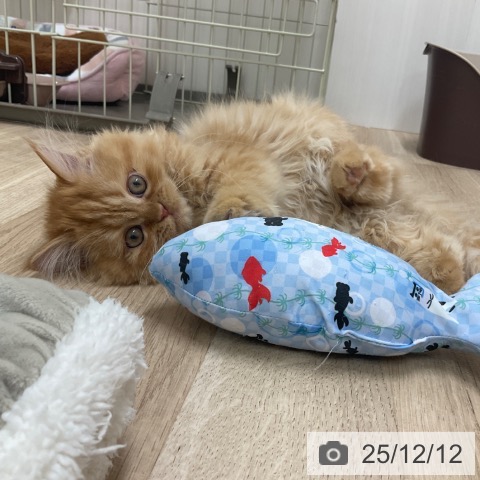 愛知県のミヌエット (ペットプラス 上飯田店/2025年8月13日生まれ/女の子/レッドタビー)の子猫の3枚目の画像