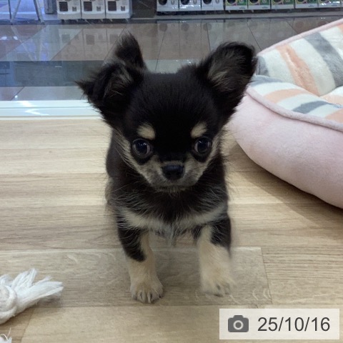 チワワの写真
