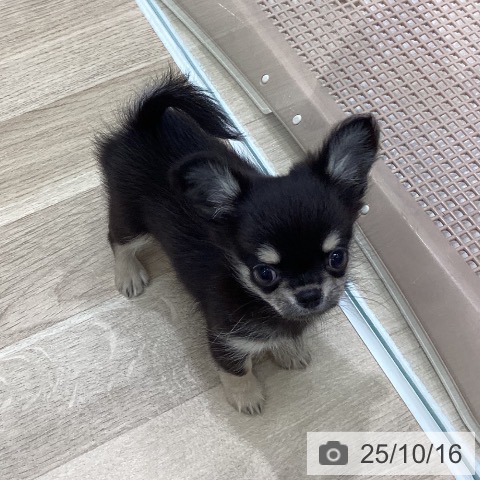 チワワの写真
