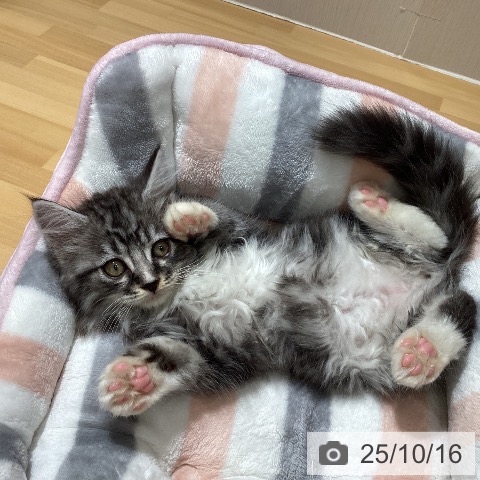 ミヌエットの写真