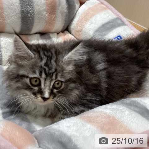 ミヌエットの写真
