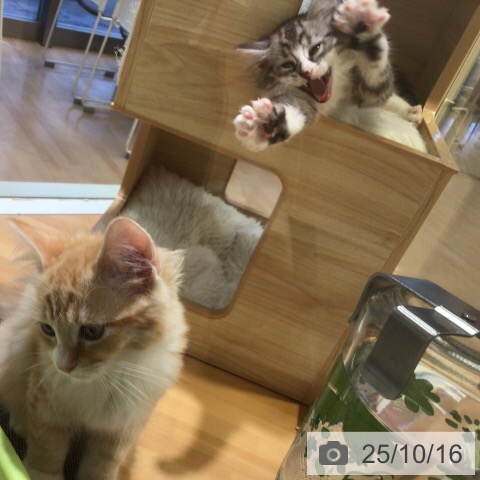 ミヌエットの写真