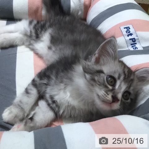 ミヌエットの写真