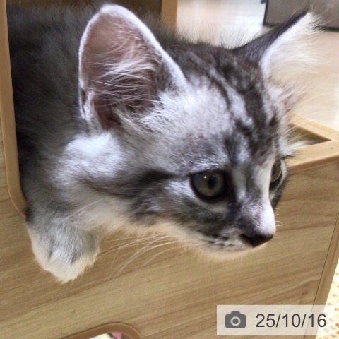 ミヌエットの写真