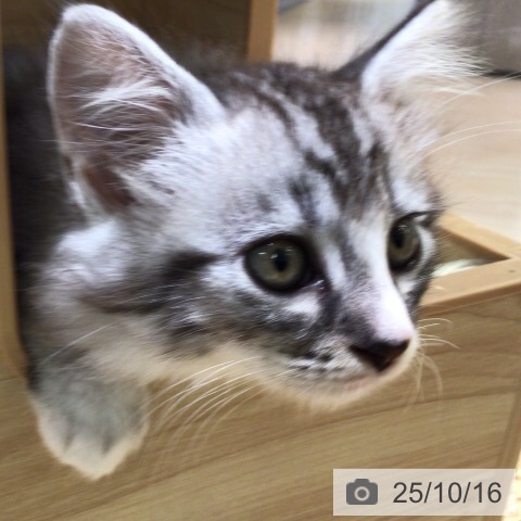 ミヌエットの写真