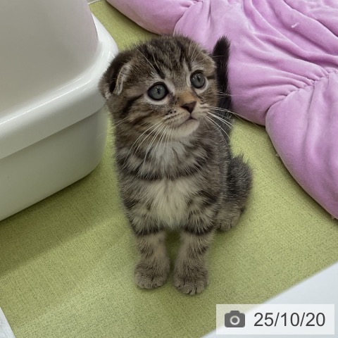 スコティッシュフォールドの写真