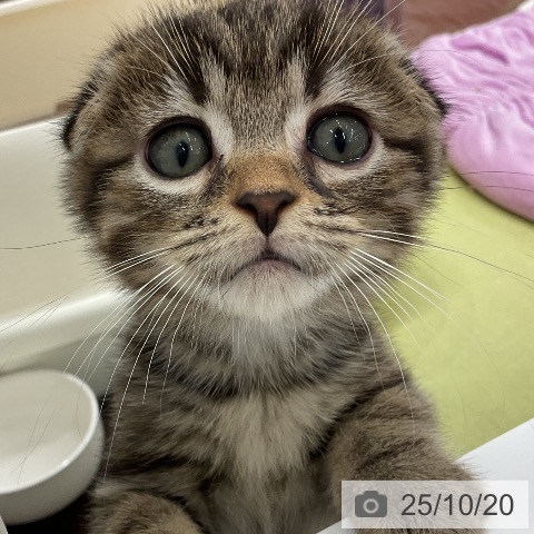 スコティッシュフォールドの写真