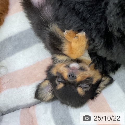 チワワの写真