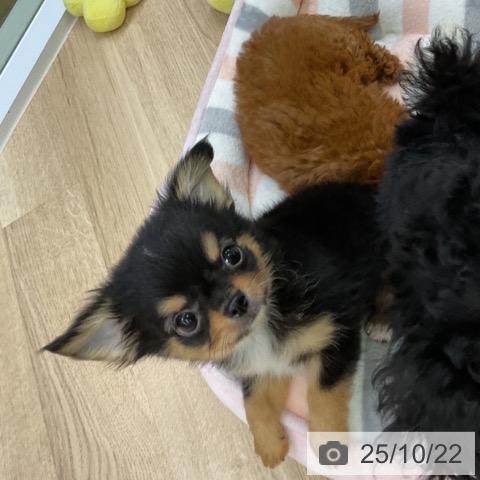 チワワの写真