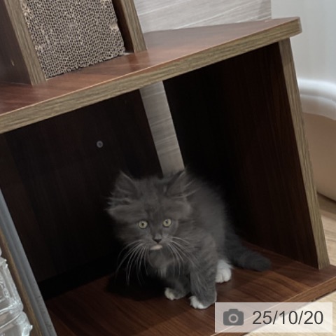 サイベリアンの写真