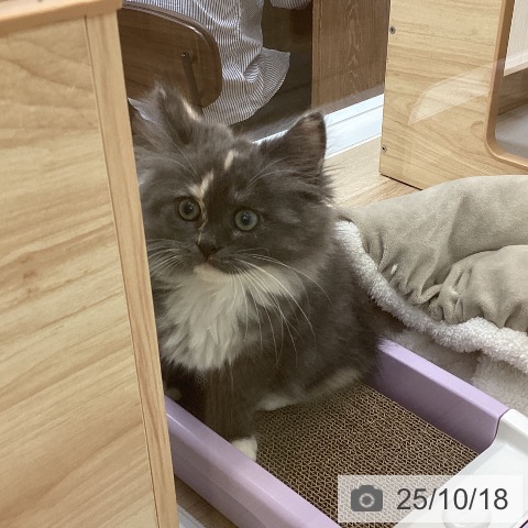 サイベリアンの写真