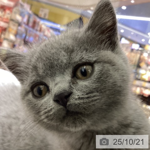 ブリティッシュショートヘアの写真