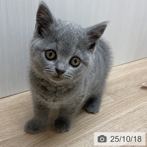 ブリティッシュショートヘアの写真