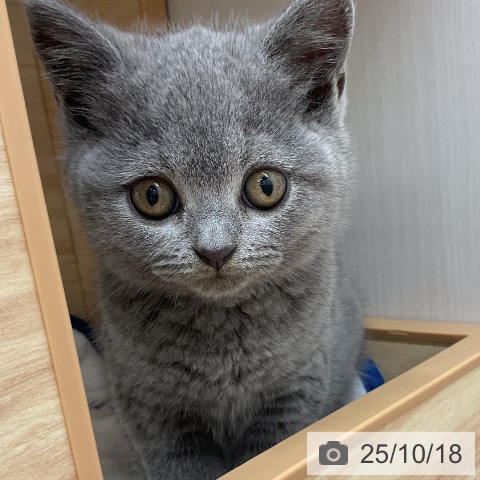 ブリティッシュショートヘアの写真