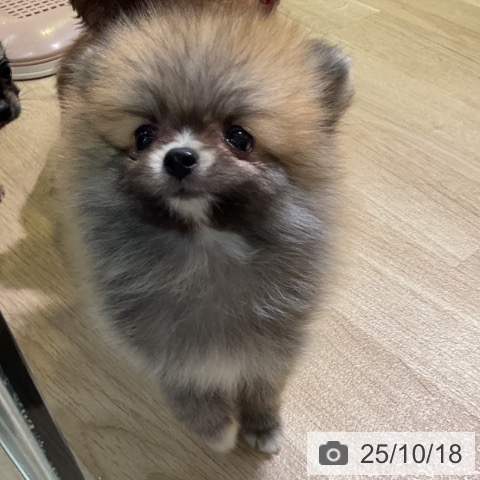 ポメラニアンの写真