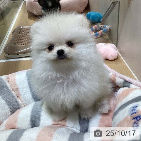 ポメラニアンの写真