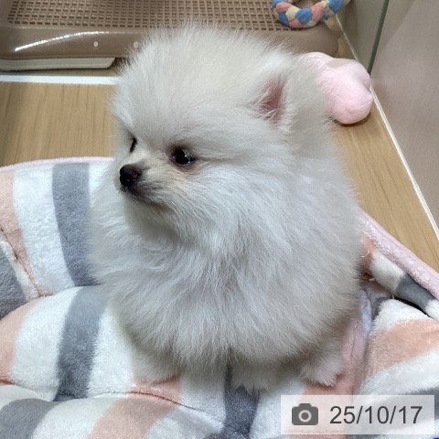 ポメラニアンの写真