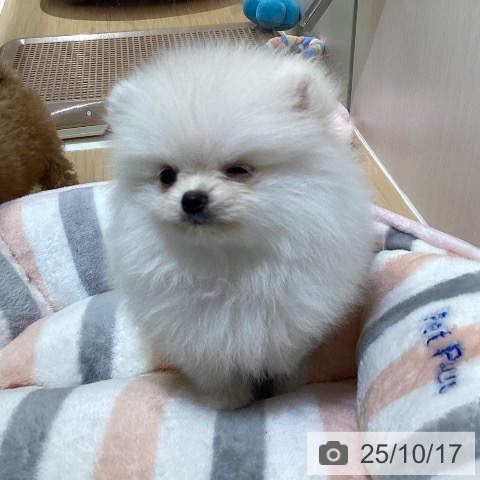 ポメラニアンの写真