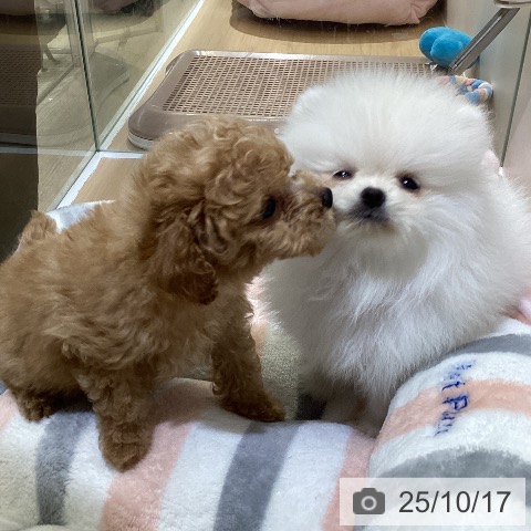 ポメラニアンの写真