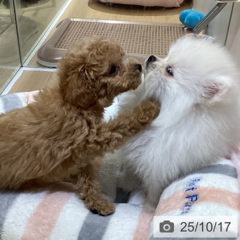ポメラニアンの写真
