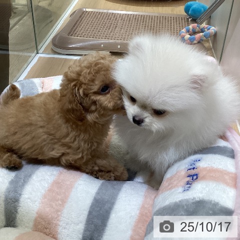 ポメラニアンの写真