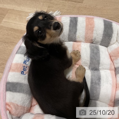 ミニチュア・ダックスフンドの写真