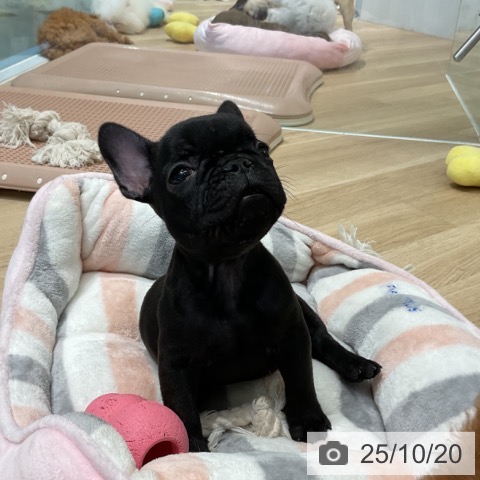 フレンチ・ブルドッグの写真