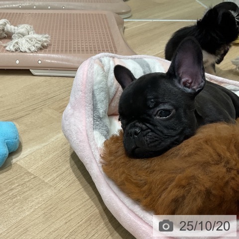 フレンチ・ブルドッグの写真