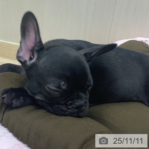 三重県のフレンチブルドッグ (ペットプラス 四日市泊店/2025年8月18日生まれ/女の子/ブリンドル)の子犬の4枚目の画像