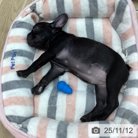 三重県のフレンチブルドッグ (ペットプラス 四日市泊店/2025年8月18日生まれ/女の子/ブリンドル)の子犬の3枚目の画像