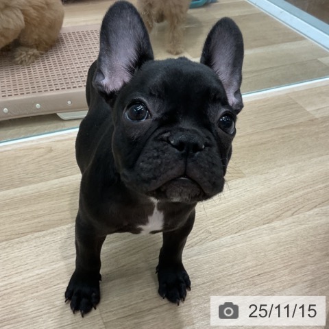 愛知県のフレンチブルドッグ (ペットプラス 千音寺店/2025年8月18日生まれ/女の子/ブリンドル)の子犬の4枚目の画像