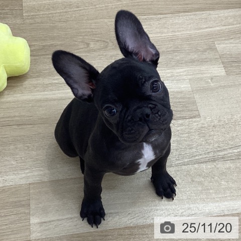 愛知県のフレンチブルドッグ (ペットプラス 千音寺店/2025年8月18日生まれ/女の子/ブリンドル)の子犬の3枚目の画像