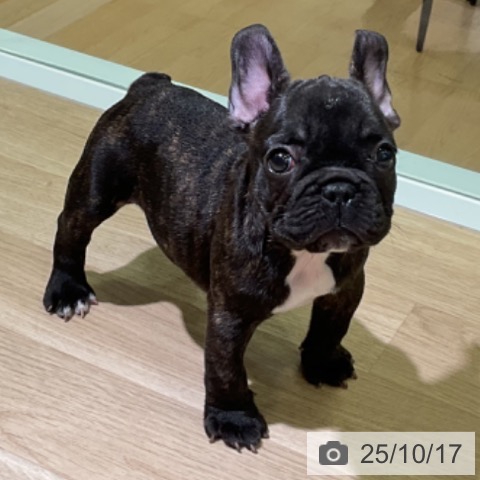 フレンチ・ブルドッグの写真