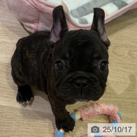 フレンチ・ブルドッグの写真