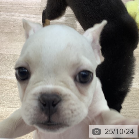 フレンチ・ブルドッグの写真