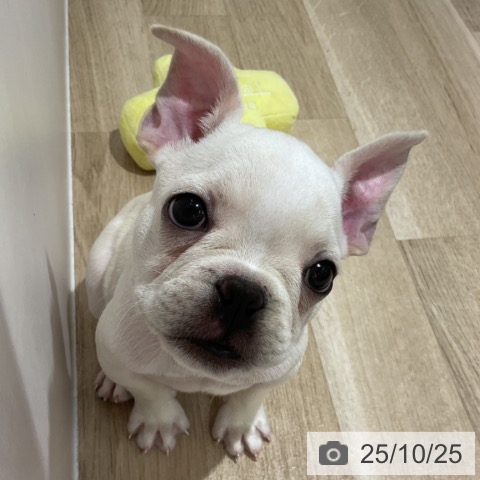 フレンチ・ブルドッグの写真