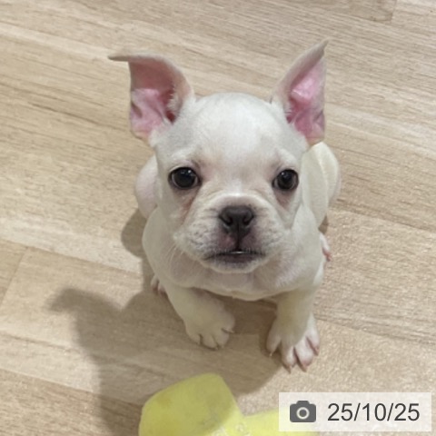 フレンチ・ブルドッグの写真